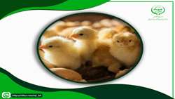 جوجه‌ریزی ۳.۷ میلیون قطعه‌ای در خراسان جنوبی/ ۶۰ درصد گوشت مرغ تولیدی صادر می‌شود